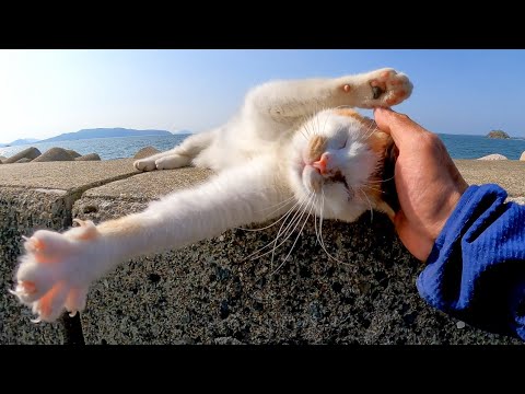 防波堤で寝ていた野良猫を撫でると喜んで頭を擦り付けてきてカワイイ(YouTube)