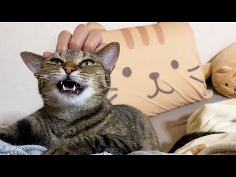 バトル中でも飼い主の呼びかけに駆けつけて猫撫で声で甘えてくれるキジトラ猫♥(YouTube)