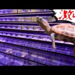 【初潜入】埼玉で新しくオープンする爬虫類ショップが凄すぎる！(YouTube)