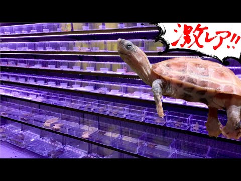 【初潜入】埼玉で新しくオープンする爬虫類ショップが凄すぎる！(YouTube)