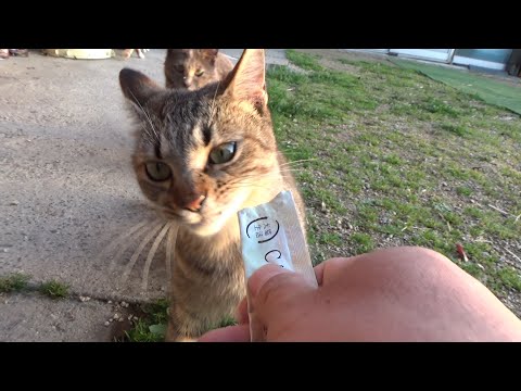 初めて食べるおやつにビックリした猫(YouTube)