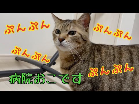 病院帰りでまた独り言が止まらなくなった猫がかわいい！【猫　鳴き声】(YouTube)