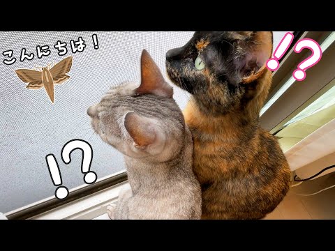 我が家に虫さんが遊びに来たので猫たちと歓迎しました(YouTube)