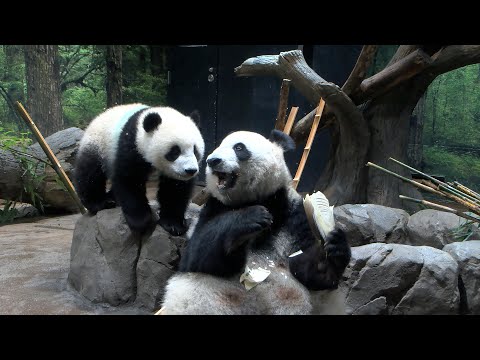 ジャイアントパンダのようす 2022年4月25日撮影(YouTube)