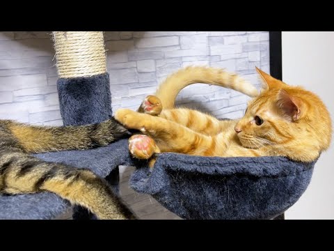 柴犬がいない時、元気な子供猫の子守をしてくれる優しいお姉ちゃん猫♥(YouTube)
