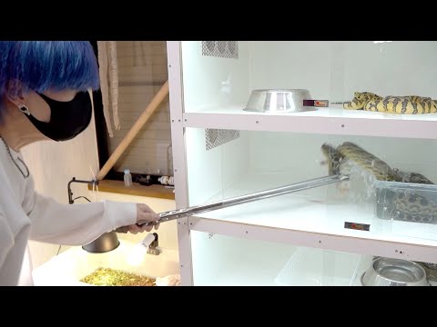 蛇が大の苦手な人に大蛇の餌やりをしてもらうとこうなります(YouTube)