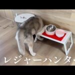 ついに長年探し求めていた伝説の秘宝を見つけだす事に成功したシベリアンハスキー(YouTube)