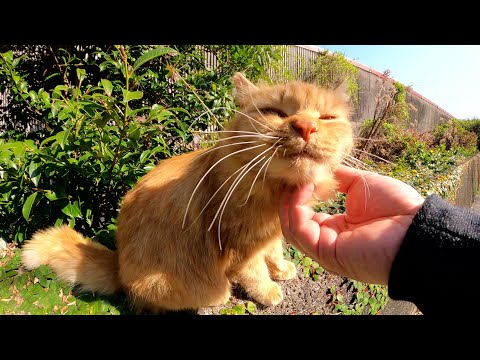 猫島の路地裏で可愛い猫達がたむろしていた(YouTube)