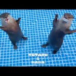 新しいプールに大喜びのカワウソとキレまくるカワウソ　Otters Can’t Wait to Swim in New Pool(YouTube)