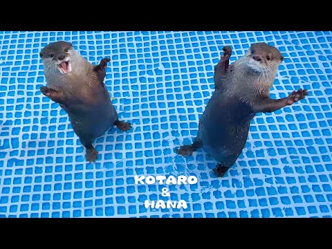 新しいプールに大喜びのカワウソとキレまくるカワウソ　Otters Can’t Wait to Swim in New Pool(YouTube)