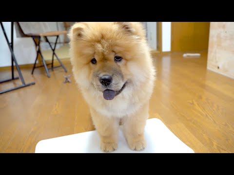 どんどん巨大化していくチャウチャウの子犬の体重測定(YouTube)