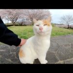 茶シロ猫が桜のカーペットを歩いて人間をベンチへ誘導する(YouTube)