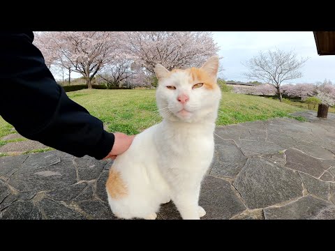 茶シロ猫が桜のカーペットを歩いて人間をベンチへ誘導する(YouTube)