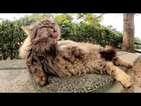 毛のお手入れでいつも忙しそうなキジトラ猫ちゃん(YouTube)