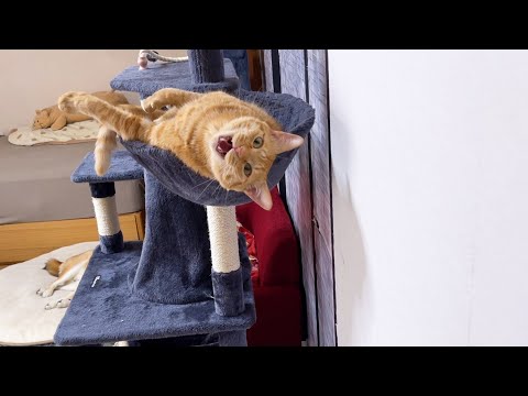 飼い主のいたずらに可愛い声で反応してくれる茶トラ猫♥(YouTube)