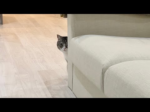 うっかり猫のしっぽを踏んでしまったら怒ってこうなっちゃいました…(YouTube)