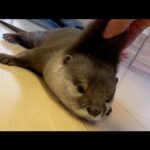 二人から呼びかけられ反応に困ったカワウソが最後にとった行動は…！？ Otter at a loss for a response when called by two people.(YouTube)