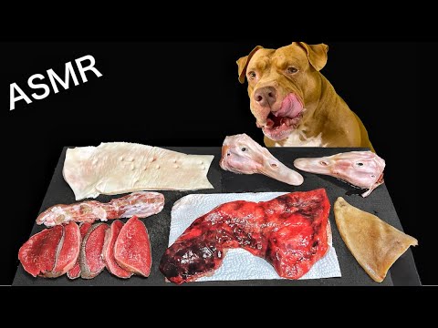 無類の肉好きなピットブルに遂に苦手なお肉が現れましたw【爆笑ASMR】(YouTube)