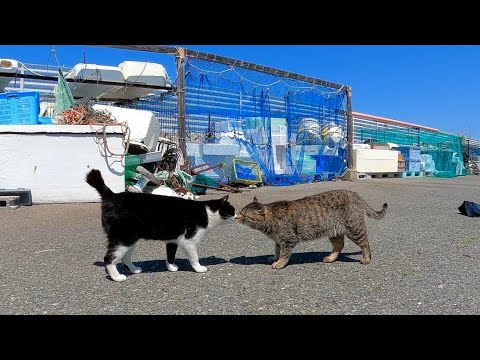 髭のハチワレ猫ちゃんの漁港パトロールに付いていってきた(YouTube)