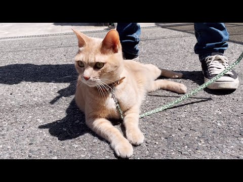 5歳の誕生日プレゼントは「散歩」が良かった猫(YouTube)