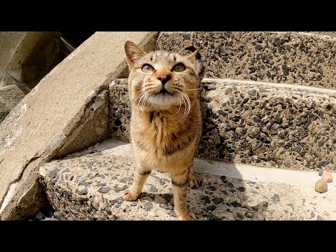 海へ行ったら、そこは野良猫たちの縄張りだった(YouTube)