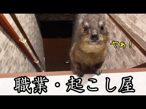史上最強の起こし屋がママを起こしに行ったらやっぱり最強だった(YouTube)
