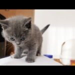 Kittens climb over the owner’s stomach many times(YouTube)