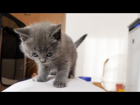 Kittens climb over the owner’s stomach many times(YouTube)