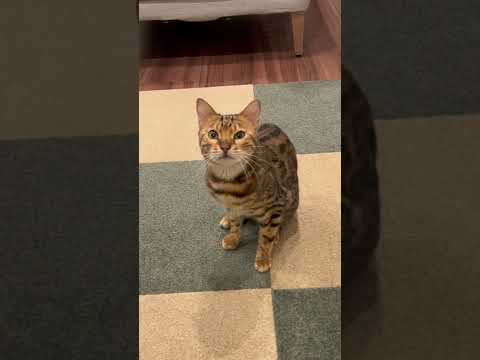 クネクネしたら痒いのを思い出してしまった猫(YouTube)
