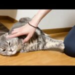 The most relaxing place for cats(YouTube)