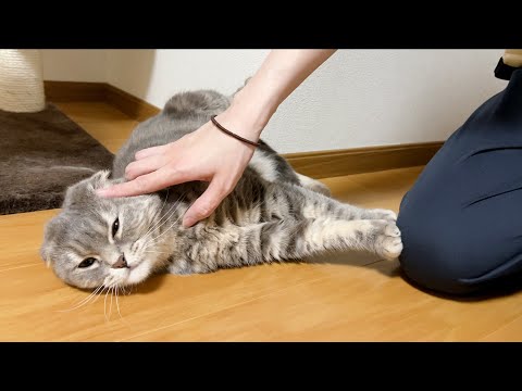 The most relaxing place for cats(YouTube)