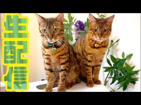 【生配信4/24】もうすぐGW！猫でも見てもうひと踏ん張りしませんか？生配信(YouTube)