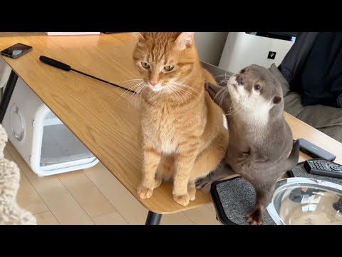犬2匹猫2匹飼ってる友人が来たときのカワウソの反応がすご過ぎた Otter’s reaction when a friend who has 2 dogs and 2 cats comes over.(YouTube)