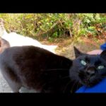 海沿いの道でよく喋る野良猫がモフられにきた(YouTube)