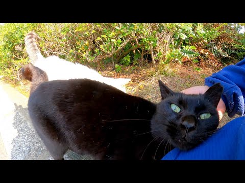 海沿いの道でよく喋る野良猫がモフられにきた(YouTube)