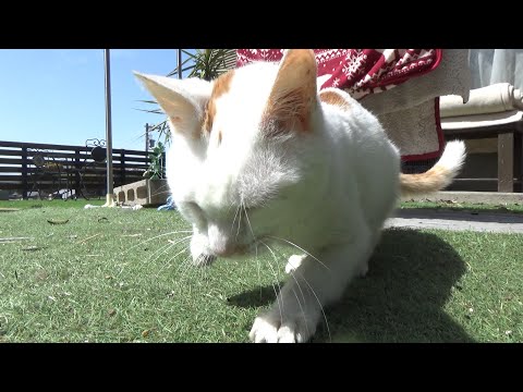 あきらめていない猫シカマル(YouTube)