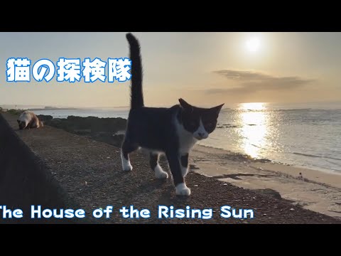 猫の探検隊　The House of the Rising Sun(YouTube)