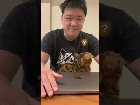 飼い主に甘えるフリをしておやつを探す猫(YouTube)