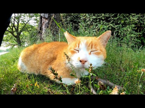 よく喋る猫ちゃん、池の側で寝ていました。(YouTube)