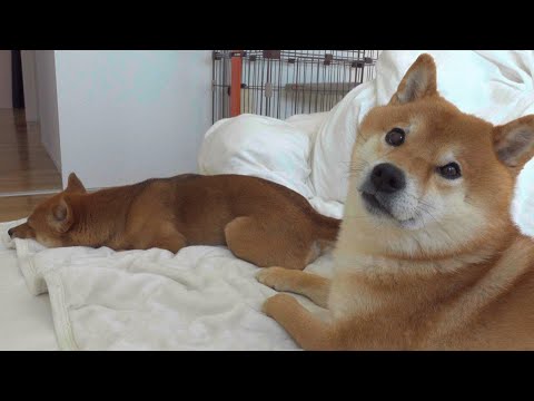 毎朝パパに圧力をかけてくるので、ママの時はどうか観察してみた。(YouTube)