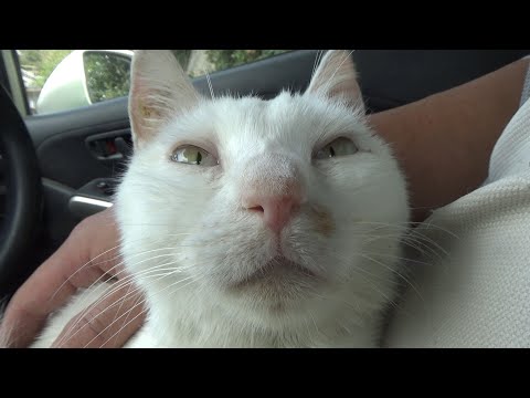 あきらめられた猫シカマル(YouTube)