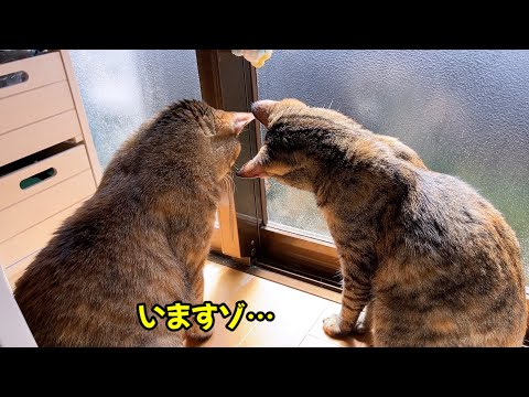 大人しい猫が虫を見つけるとこうなります♥(YouTube)