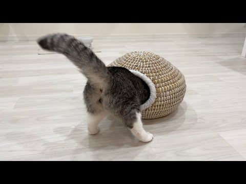新しいベッドが明らかに小さすぎて猫がこうなっちゃいましたw(YouTube)