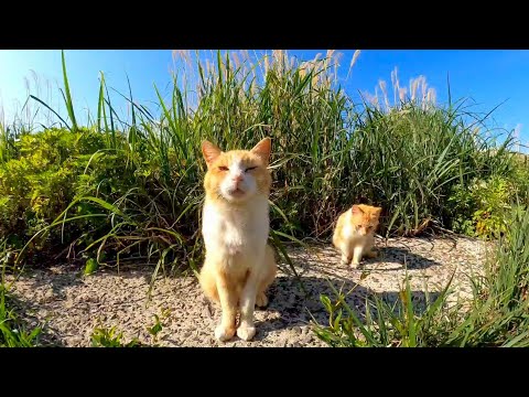 【今週のボツ動画】短い野良猫動画まとめて公開-unreleased video of this week-2022/4/3w(YouTube)