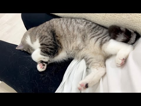 病院で注射された後、ガチ凹みしちゃった猫がこうなりました…(YouTube)