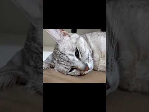 夢の中でお水を飲む猫 #shorts(YouTube)