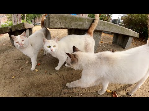 小さな公園に行ったら、可愛い猫がゾロゾロと集まってきた(YouTube)