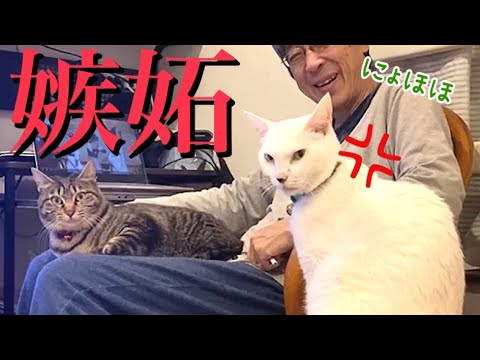 新入りに大好きなオジサンを取られて大嫉妬するボス白猫(YouTube)