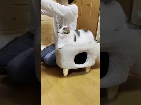 猫に椅子を奪われたお父さん #Shorts(YouTube)
