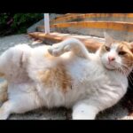 茶シロ猫がゴロンゴロンと転げ回って体に枯草をくっつける(YouTube)